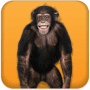 Download Talking Monkey