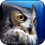Download Jeopardy! Quiz