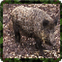 Download Hog Hunter