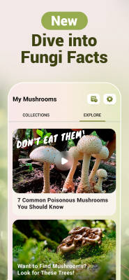 Screenshot of the application Mushroom ID - #4