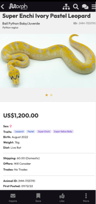 Screenshot of the application MorphMarket - #4
