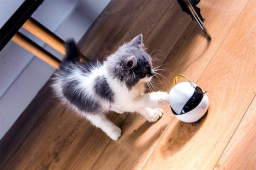 A robot companion for cats - Ebo